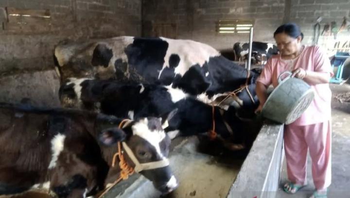 Viral Penampung Susu Boyolali UD Pramono Diminta Bayar Rp670 Juta, Ini Penjelasan Ditjen Pajak